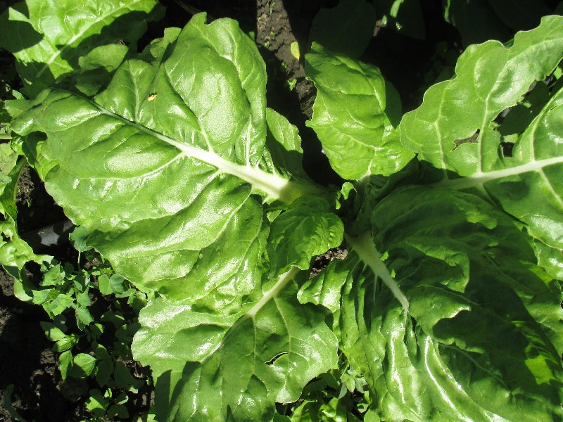 BIO Mángold -Zöld levélnyelű -100g