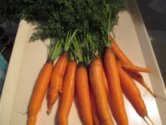 Bio leveles új Sárgarépa